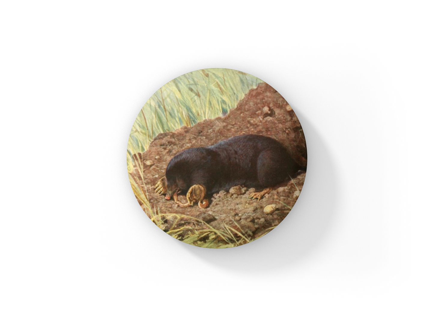 Mole Pin Back Button, Magnet, Keychain