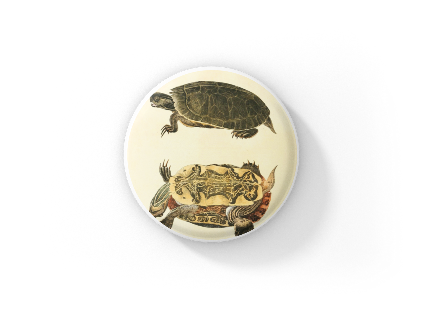 Painted Turtle Pin Back Button, Magnet, Keychain