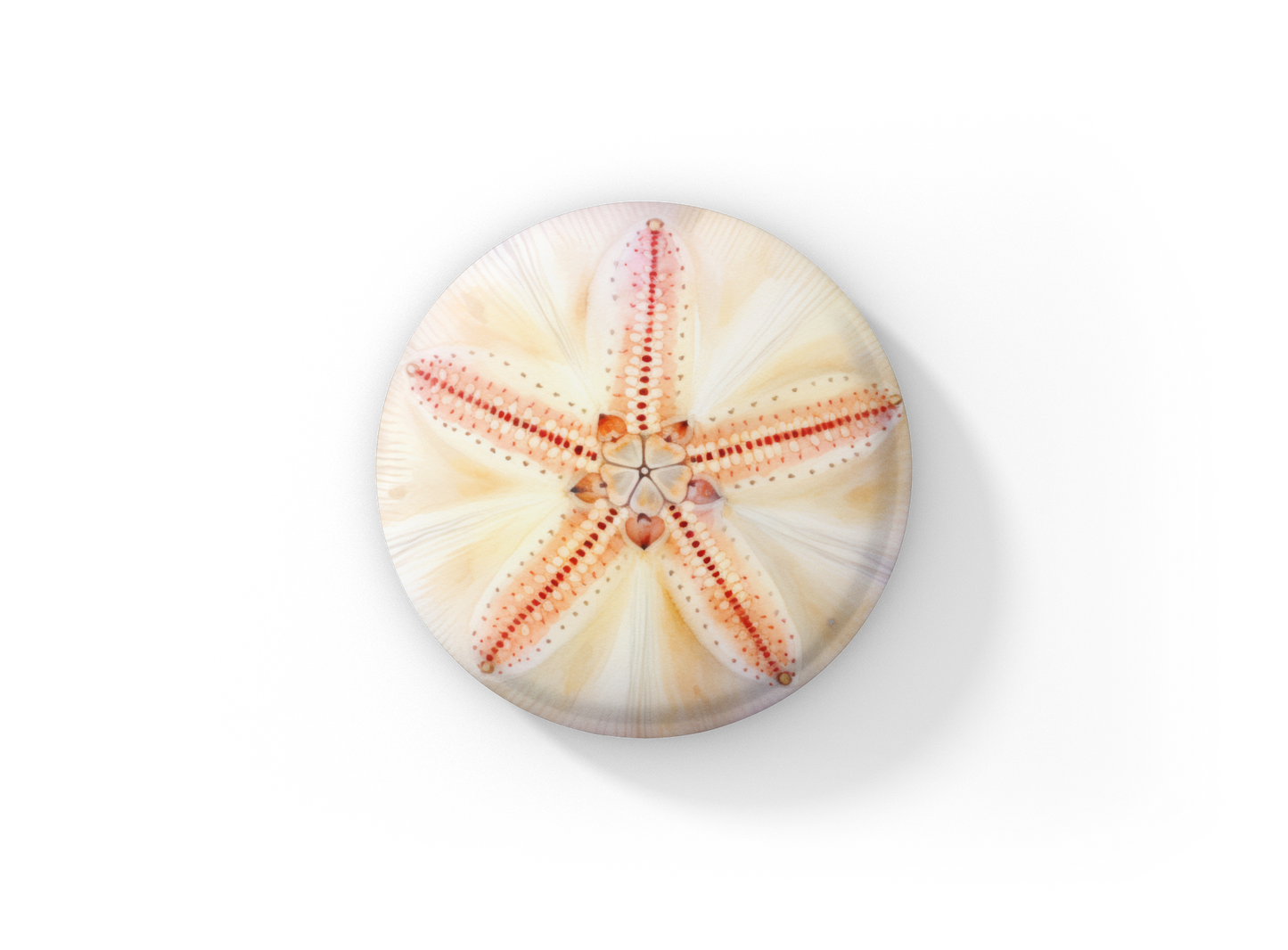Sand Dollar Pin Back Button, Magnet
