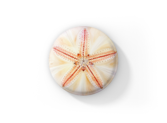 Sand Dollar Pin Back Button, Magnet