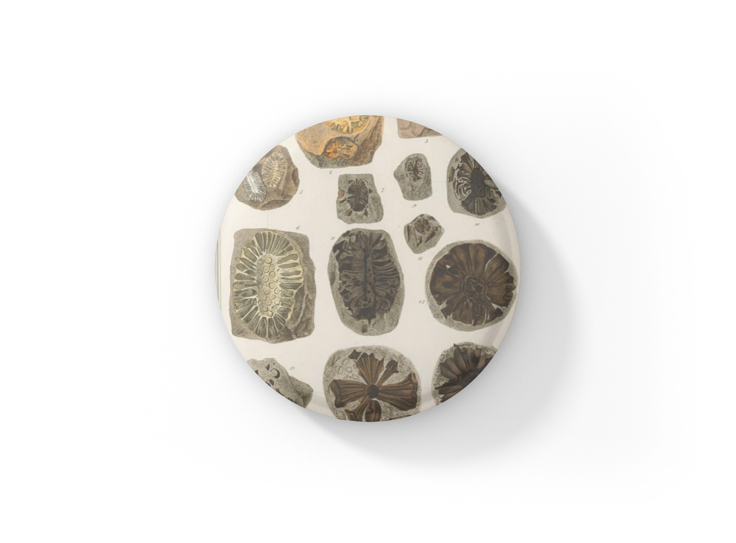 Fossil Pin Back Button, Magnet, Keychain