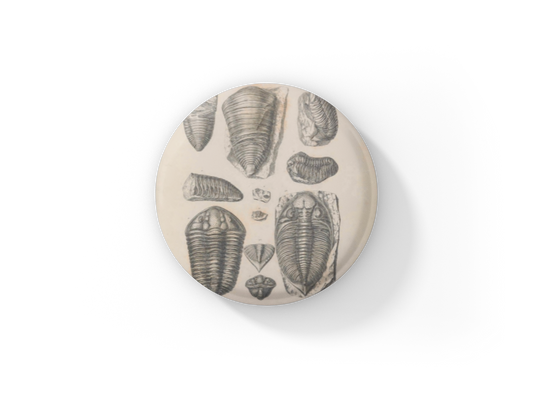 Trilobite Fossil Pin Back Button