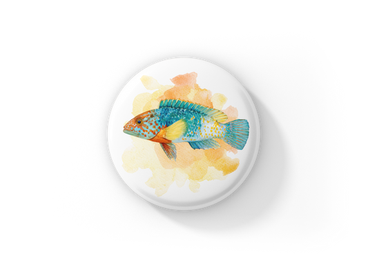 Wrasse Tropical Fish Pin Back Button, Magnet