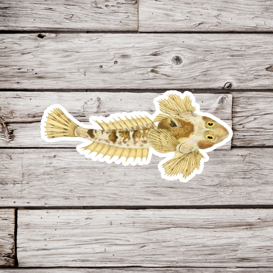 Common Dragonet Sticker, Callionymus lyra Fish Sticker